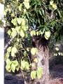 2003-04 martinique 016